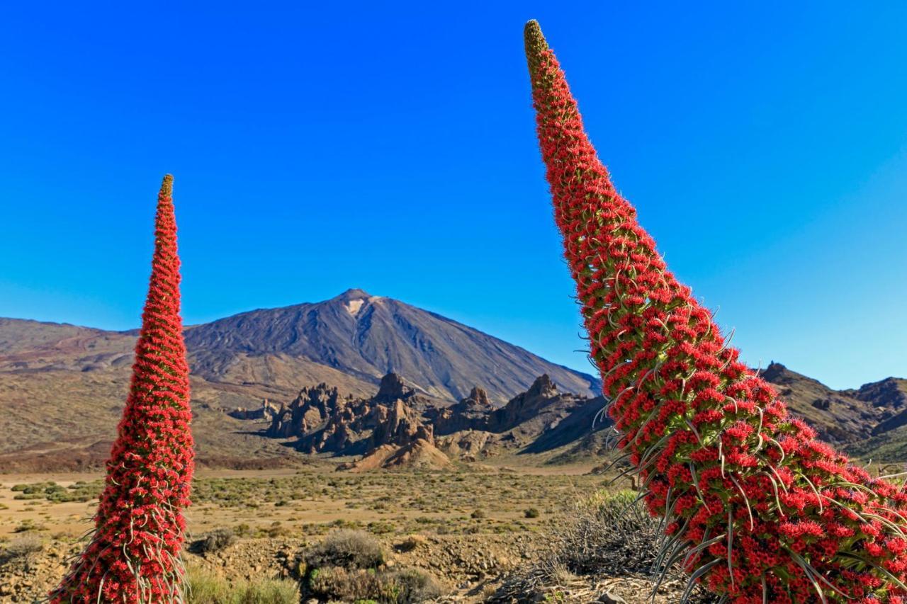 Piscinas Del Teide Appartamento Puerto de la Cruz (Tenerife)